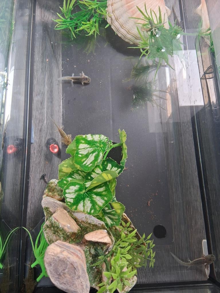 jonge axolotl, Dieren en Toebehoren