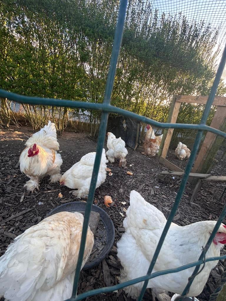 Œufs à éclore Brahma Lemon., Sexe inconnu, Poule ou poulet