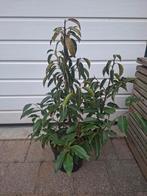 Portugese laurier, Tuin en Terras, Ophalen, Laurier