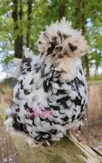 Broedeieren usa zijdehoenders krul kippen, Kip