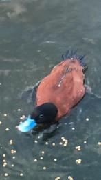 maccoa eend, Vrouwelijk, Eend