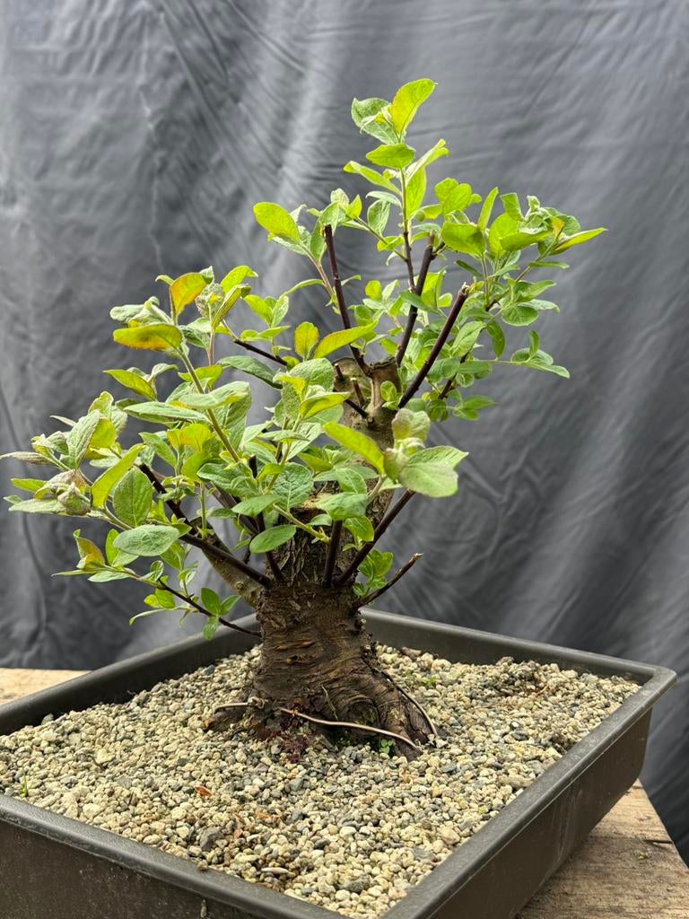 Bonsai wilg, Ophalen