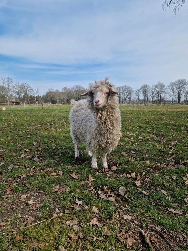 Gezocht: angora bok, Dieren en Toebehoren, Schapen, Geiten en Varkens, Geit, Mannelijk