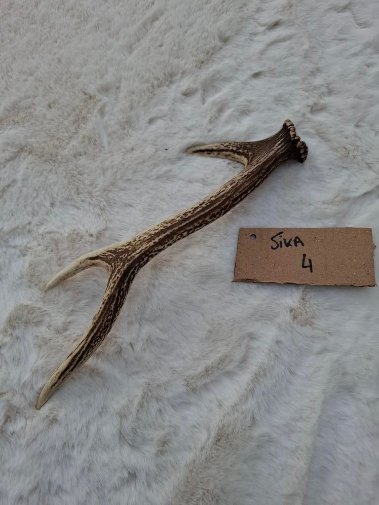 Sika gewei stang, Collections, Collections Animaux, Enlèvement ou Envoi