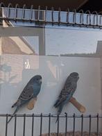 Prachtige jong koppel Blackface split Blackwing, Animaux & Accessoires, Oiseaux | Perruches & Perroquets, Bagué