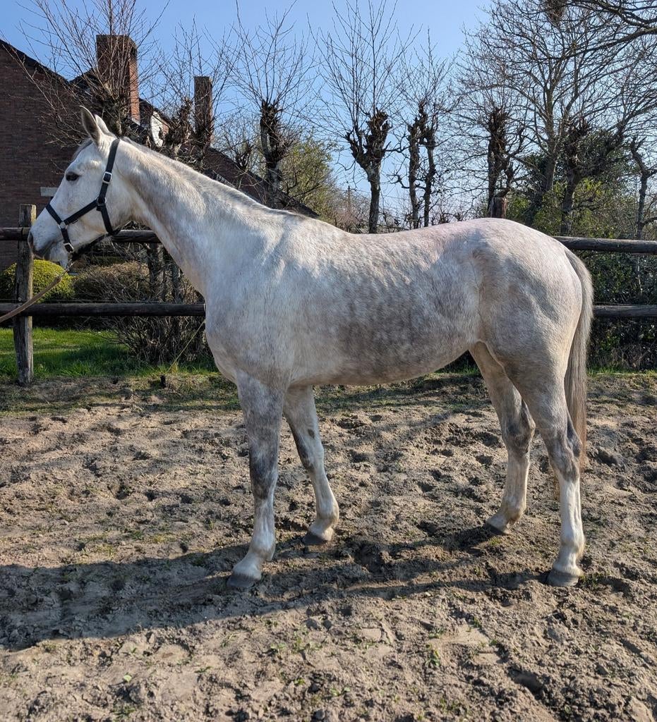 5-jarige Z-merrie, Dieren en Toebehoren, Paarden, Merrie, Z