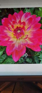 Dahlia, Ophalen of Verzenden, Voorjaar, Volle zon, Knol