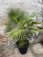 Palm, Tuin en Terras, Ophalen