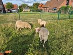 Lammeren te koop, Dieren en Toebehoren, Schapen, Geiten en Varkens, Meerdere dieren, Schaap, 0 tot 2 jaar