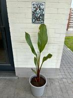 Banaan plant ensete  montbeliardii, Zomer, Vaste plant, Overige soorten, Ophalen