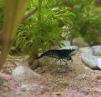 Blauwe garnalen, Blue Diamond, Dieren en Toebehoren, Vissen | Aquariumvissen