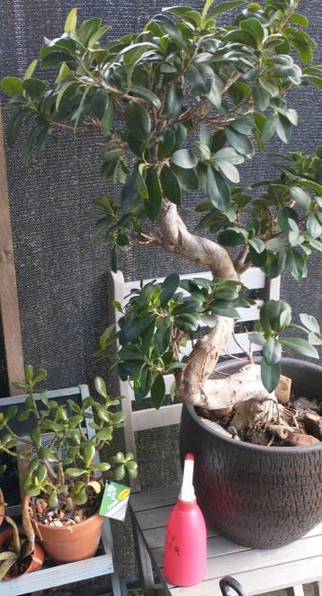 Bonsai