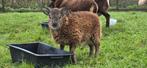 Soay lam te koop, Dieren en Toebehoren, Schapen, Geiten en Varkens