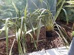 Phormium tenax 'Variegata'-gunstkoopje-100cm-15 liter pot, Ophalen, Vaste plant, Overige soorten, Halfschaduw