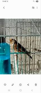 Jeune metis chardonneret male, Animaux & Accessoires, Mâle