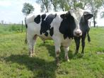 Holstein dekstier, Articles professionnels, Agriculture | Aliments pour bétail, Enlèvement ou Envoi