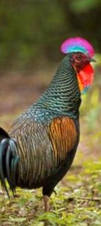 Gratis dieren opvang, Dieren en Toebehoren, Pluimvee, Kalkoen