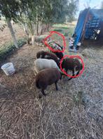 Mouton bagger boote jeune, Dieren en Toebehoren, Vrouwelijk, Schaap