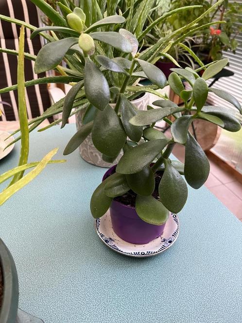 Prachtige Crassula 36 cm, Huis en Inrichting, Kamerplanten, Vetplant, Halfschaduw, Ophalen of Verzenden