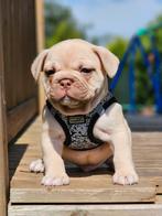 Franse bulldog pups (laatste reutje TOPDNA), Animaux & Accessoires, Chiens | Bouledogues, Pinschers & Molossoïdes, Plusieurs, Belgique