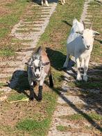 Blauwschimmel bok, Dieren en Toebehoren, Schapen, Geiten en Varkens, Mannelijk, Geit, 0 tot 2 jaar