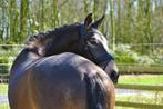 Zeer brave, talentvolle Lusitano ruin, Dieren en Toebehoren, Paarden, Ruin, B, 160 tot 165 cm, 3 tot 6 jaar