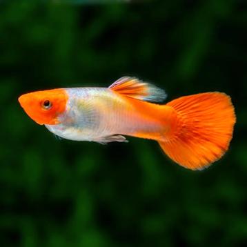 Variétés spéciales de guppy, Poisson, Poisson d'eau douce, Banc de poissons