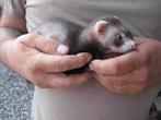 fretje, Dieren en Toebehoren, Knaagdieren, Fret, April, Vrouwelijk, Tam