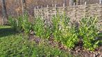 Mooie grote laurierstruiken, Tuin en Terras, Ophalen