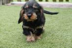 Prachtige ruwharige dwerg teckel pups (ruwhaar dwergteckel), België, CDV (hondenziekte), 8 tot 15 weken, Dwerg