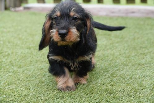 Prachtige ruwharige dwerg teckel pups (ruwhaar dwergteckel), Dieren en Toebehoren, Honden | Teckels en Dashonden, Meerdere dieren