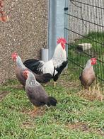 Leghorn, Dieren en Toebehoren, Pluimvee