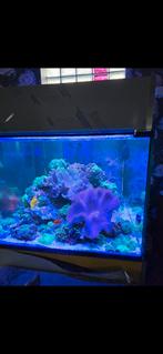 Aquarium eau de mer marin, Dieren en Toebehoren