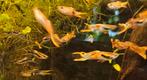 20 guppys pour 15 euros, Animaux & Accessoires, Poissons | Poissons d'aquarium