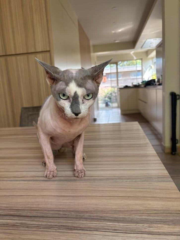 Canadese Sphynx, Dieren en Toebehoren, Katten en Kittens | Overige Katten, Kater, 3 tot 5 jaar