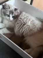 Ragdoll poes herplaatser, Dieren en Toebehoren, Katten en Kittens | Raskatten | Langhaar, Poes, Gechipt, 0 tot 2 jaar
