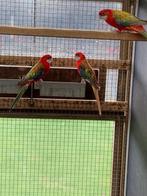 Rosella Parkieten, Plusieurs animaux, Perruche, Bagué