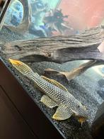 L014 Golden Pleco +- 22cm, Dieren en Toebehoren, Vissen | Aquariumvissen