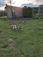 Ganzen: vlaamse gans en grijze ganzen, Dieren en Toebehoren, Meerdere dieren, Gans of Zwaan