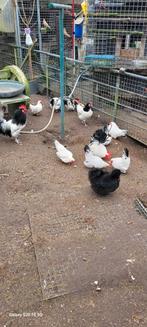 Chabo, Dieren en Toebehoren, Pluimvee