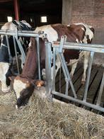 Roodbonte Dekstier te koop, Dieren en Toebehoren, Runderen, Mannelijk, 0 tot 2 jaar