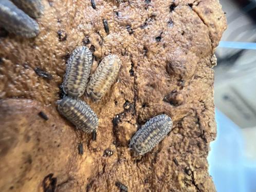 Cubaris „Platin Tung Song”, Dieren en Toebehoren, Insecten en Spinnen, Overige soorten