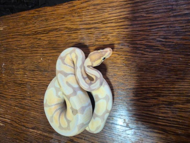 2 jonge ballpythons, Dieren en Toebehoren, Reptielen en Amfibieën