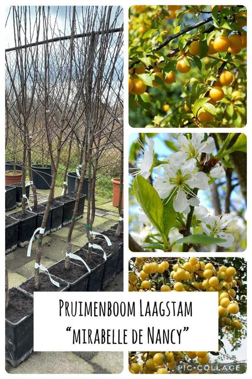 Fruitbomen te koop in pot Halfstam en Laagstam, Tuin en Terras, Planten | Fruitbomen, In pot, Ophalen