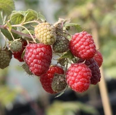 Rode framboos, Tuin en Terras, Planten | Fruitbomen, Ophalen