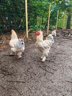 Brahma haan Isabel, Dieren en Toebehoren, Pluimvee, Mannelijk, Kip