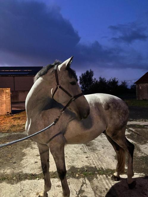 KWPN Negro x Florestan 1, Animaux & Accessoires, Chevaux, Hongre, Débourré, 7 à 10 ans, Cheval de dressage, Avec pedigree