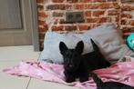 Schotse terrier pups, Dieren en Toebehoren, België, Particulier, Reu, 8 tot 15 weken