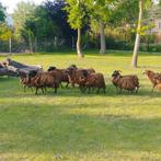 dwergschapen soay, Dieren en Toebehoren, Schapen, Geiten en Varkens, Vrouwelijk