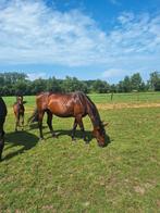 Bwp merrie, Dieren en Toebehoren, Merrie, Z